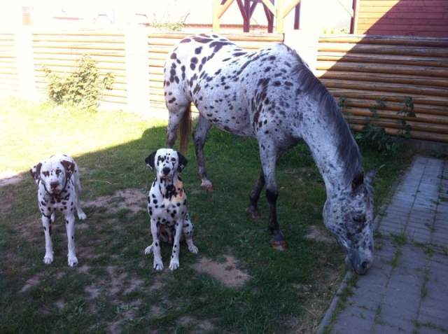 247432_1766070313528_1292263772_31587418_2165826_n